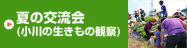 夏の交流会（小川の生きもの観察）