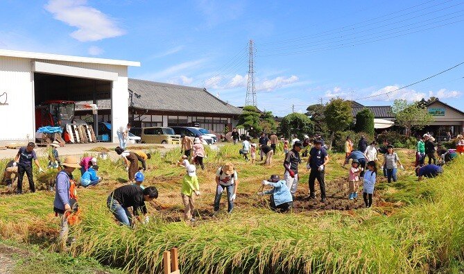 ■稲刈り・・・５月に田植えをした田んぼで稲刈りをしました。前日の雨で稲が倒れているところもあり、はじめは刈りにくそうでしたが、生産者さんのアドバイスでだんだん上手に。しっかり収穫できました。