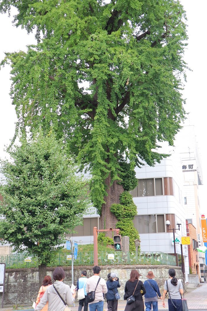 大イチョウ： 黒焦げになり枯れてしまったと思われたが、翌年新芽を芽吹いたことから宇都宮の復興のシンボルと称されている。