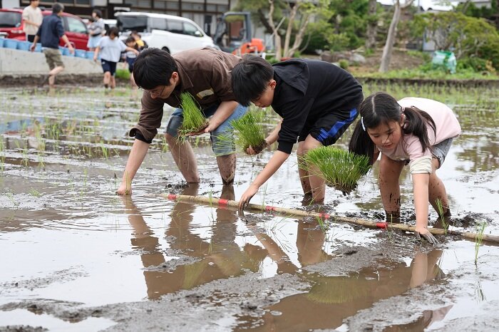 印をつけた竹を少しずつ動かしながら、一株一株丁寧に苗を植えていきました。