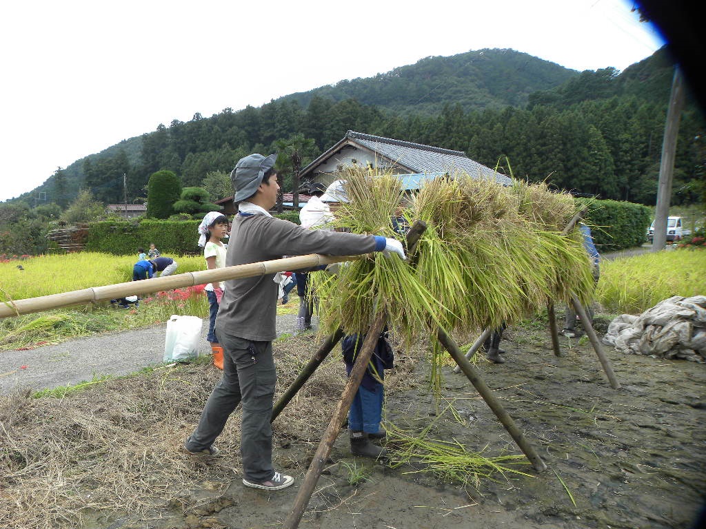 刈った稲を藁で束ねて、逆さにして竿にかけました。