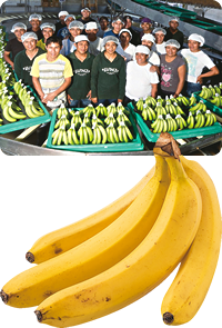 フェアトレードバナナと生産者の写真