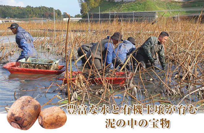 豊富な水と有機土壌が育む泥の中の宝物