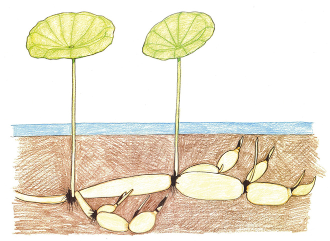 蓮の生育図