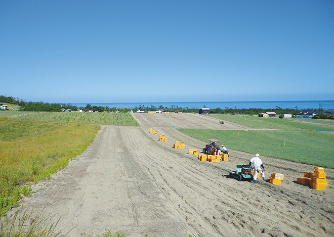 れんこん（カット）（有機栽培）の写真