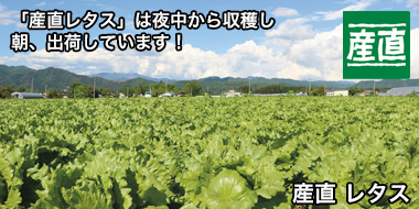 「産直レタス」は夜中から収穫し朝、出荷しています！　おすすめ！コープの商品